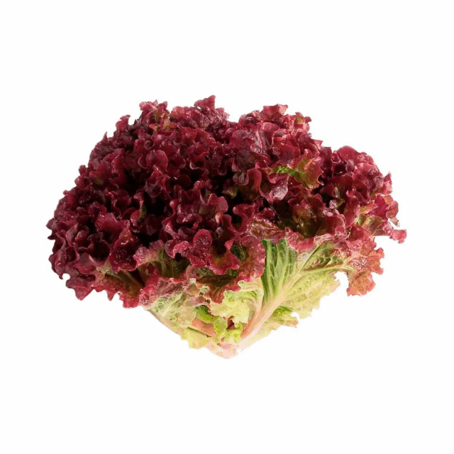 21-alface-roxo-conv