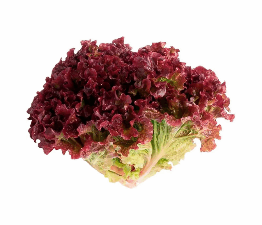 21-alface-roxo-conv