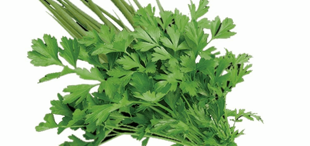 26-cheiro-verde-conv